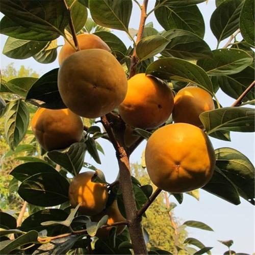 柿子树寿命多长