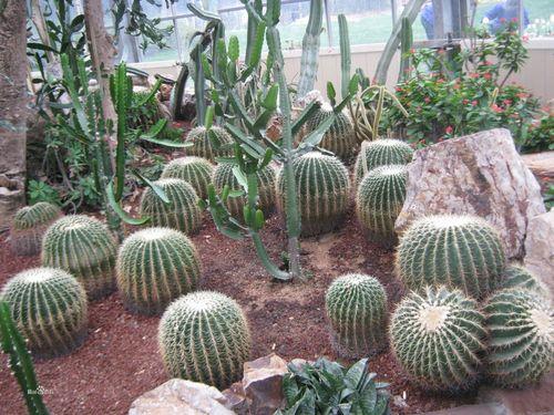植物天鹅蛋是仙人球吗