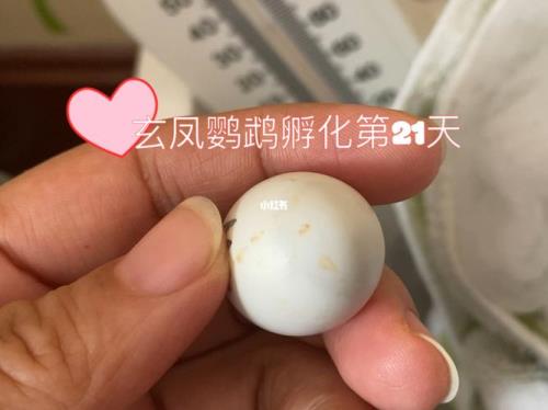 鹦鹉种蛋最多孵化时间是