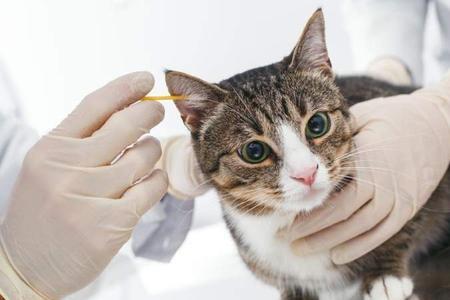 猫耳朵可以掏多深