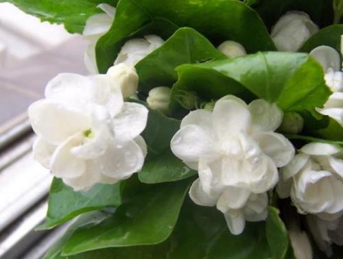 怎么样让茉莉花变色