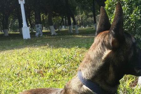 6个月的马犬正常多少斤
