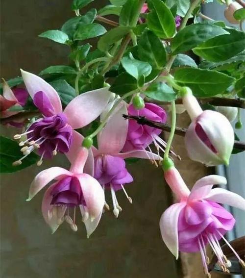 什么是无机花