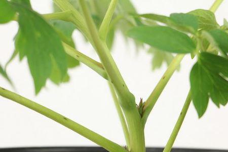牡丹春化可以用冰吗
