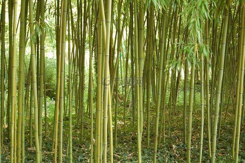 杆最绿的竹子