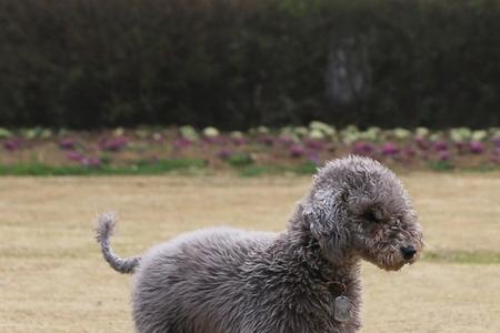 贝灵顿梗犬智商相当于几岁