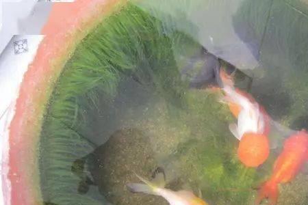 水缸里养鱼怎么保持氧气