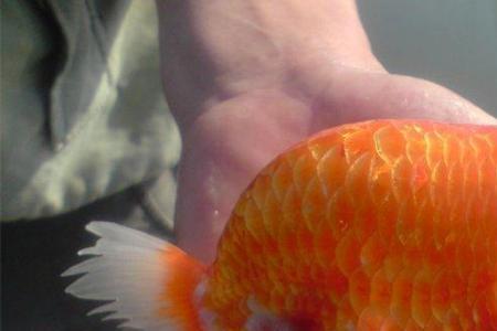 夏季户外兰寿怎么饲养