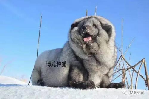 心月狐保底多少饲料