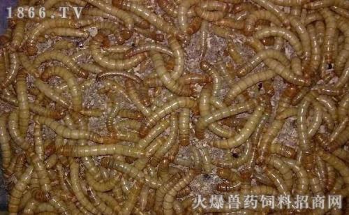 雷龙喂面包虫好还是大麦虫好