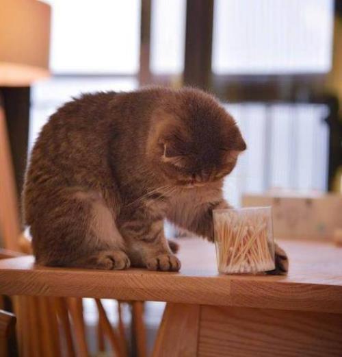 猫为什么吃棉签