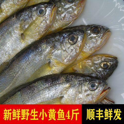 大头宝鱼和小黄花鱼有什么区别