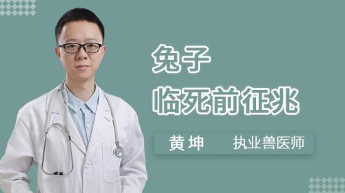 兔子快死的表现是不是站不起来