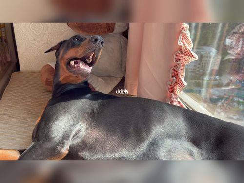 一岁杜宾能不能和小猫咪一起养