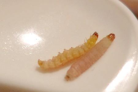 水蜈蚣怎么挂钩