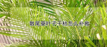 散尾葵枝干上有褐色斑点怎么办