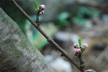 桃树怎么分支种