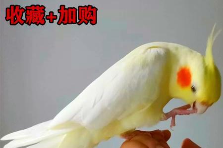 买黄化玄凤纯手养的可以吗