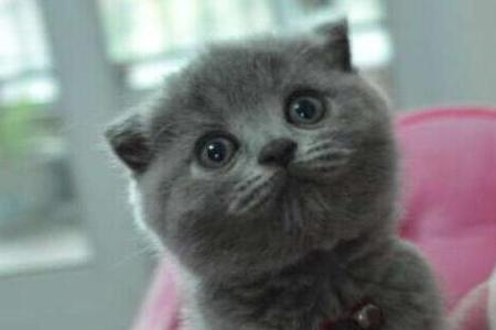 为什么蓝猫的耳朵有大有小