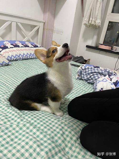 柯基最迟多久长蛋