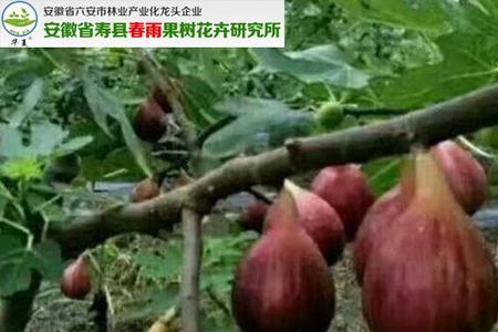 布兰瑞克几片叶开始挂果