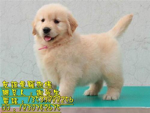 什么狗最好卖