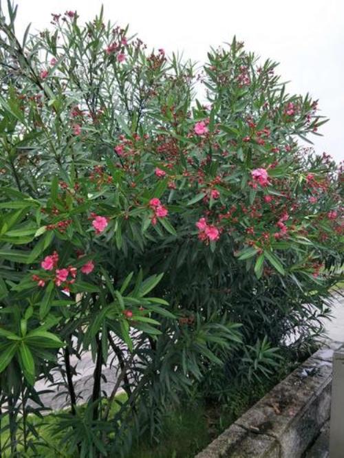 高原红怎么快速开花
