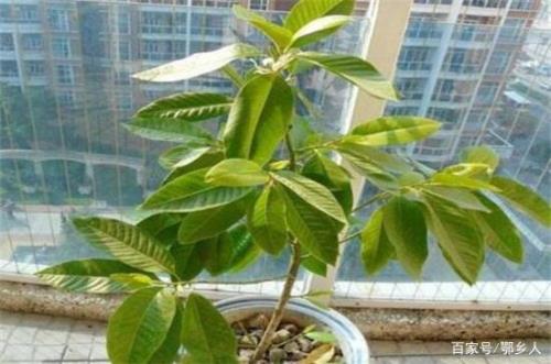 白兰花怎么繁殖