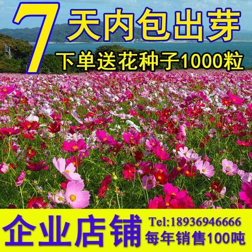 波斯菊的种子什么样子