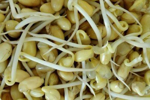 隔年黄豆能长出豆芽吗
