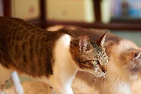 家里总是丢猫意味着什么