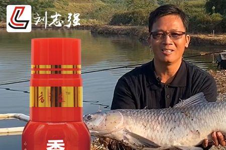 冬季黑坑无限回锅鲤鱼怎么小药