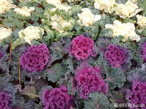 羽衣甘蓝一棵长多少片叶子到老