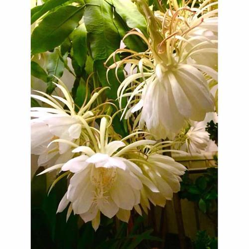 昙花精结局