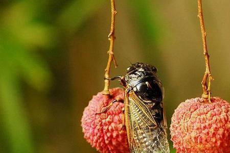 垂緌饮清露中饮清露象征着什么