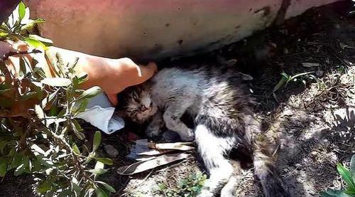 猫为什么保护小孩