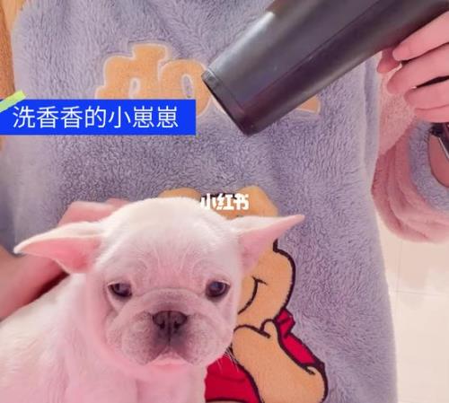法斗多久洗一次