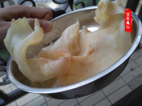 鳕鱼胶的做法