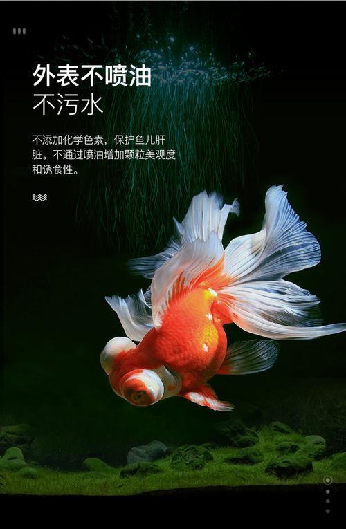 兰寿沉底侧翻还能救活吗