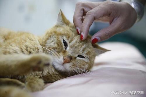 猫咪咬人怎么惩罚是正确的