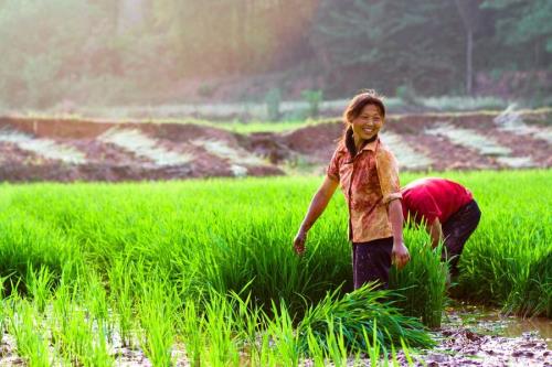 草铵膦打在稻田里多久可以栽秧