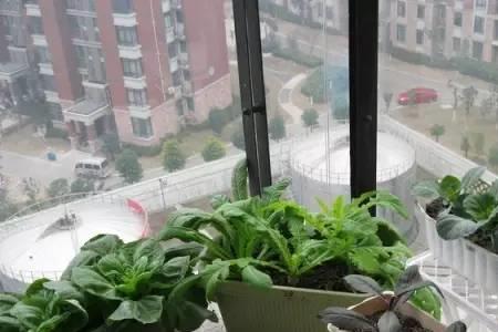 白菜冬天可以放窗户外面