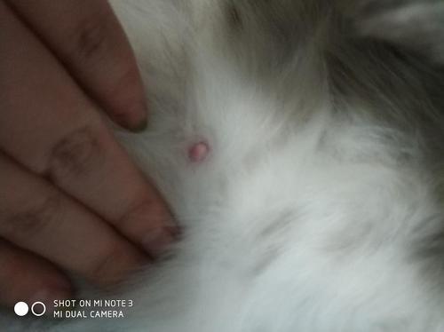 猫猫胸前怎么会凸出来