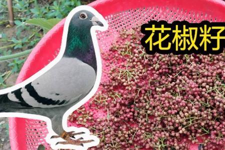 青蒿喂鸽子有什么好处