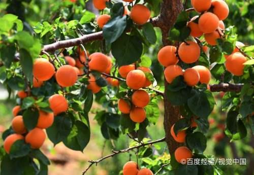 杏核怎么做成杏板
