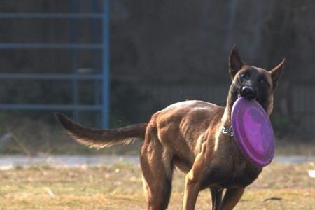 马犬多大适合戴牵引