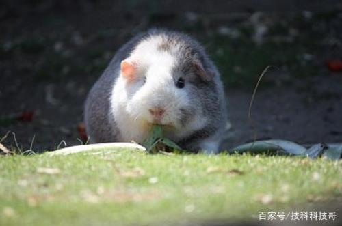 荷兰猪眼睛睁不开原因