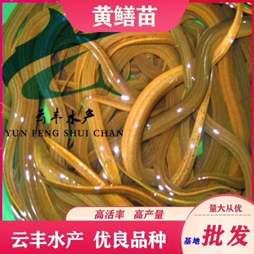 广西哪里黄鳝多