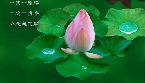心若莲花完整版原唱