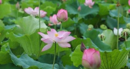 西藏莲花含义